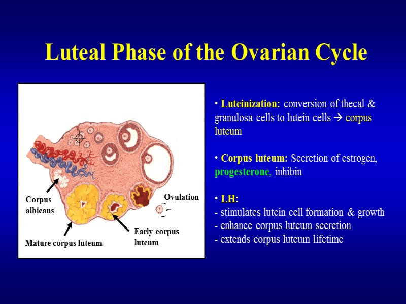 Luteal Phase of the Ovarian Cycle Corpus albicans Mature corpus luteum Ovulation Early corpus
